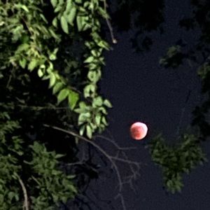 Meet your Posher, Leslie